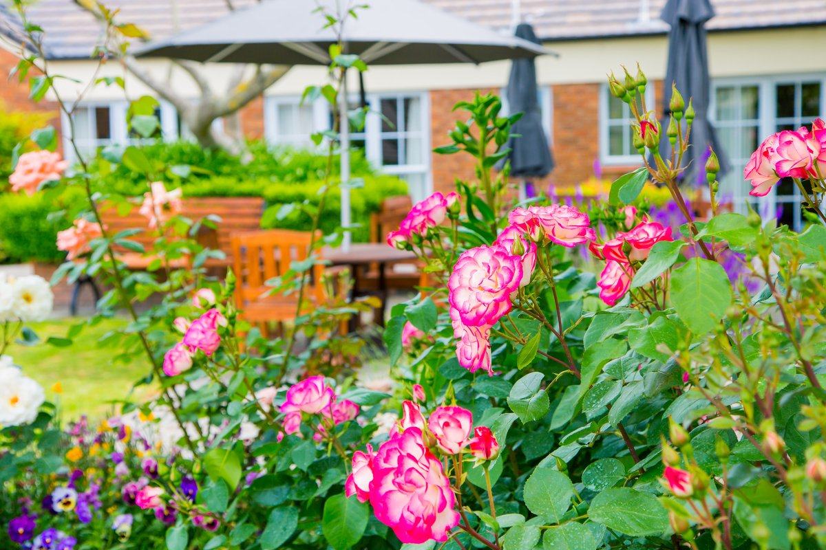 Roses in the gardens